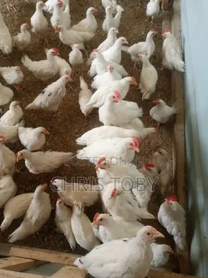 Free Range Birds - Fast Growing Cocks & Hens