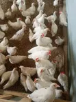 Free Range Birds - Fast Growing Cocks & Hens - 1