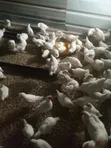 Free Range Birds - Fast Growing Cocks & Hens - 2