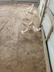 Free Range Birds - Fast Growing Cocks & Hens - 3