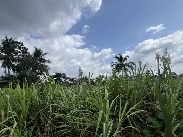 Raw Harvested Sugar Cane for Sale - 1
