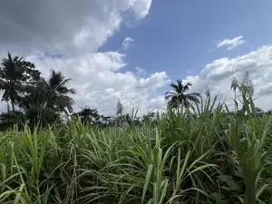 Raw Harvested Sugar Cane for Sale