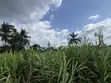 Raw Harvested Sugar Cane for Sale - 1