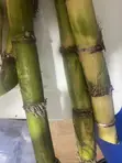 Raw Harvested Sugar Cane for Sale - 2
