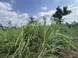 Raw Harvested Sugar Cane for Sale - 3