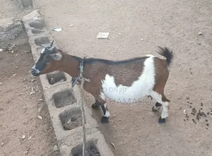 Healthy Female Goat for Sale