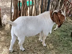 Healthy Female Boer Goat
