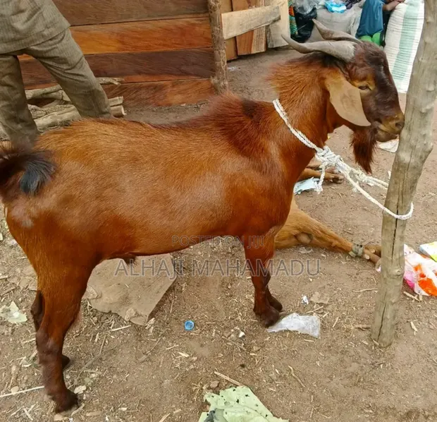 Healthy Male Goat for Sale - 1