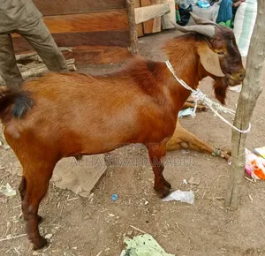 Healthy Male Goat for Sale