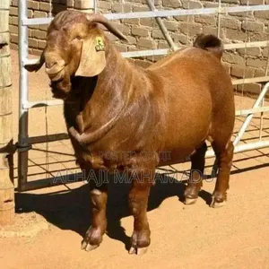 Male Boer Goat for Sale