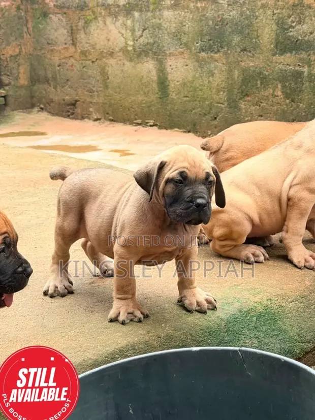 Purebred Boerboel Puppies - Female, 1-3 Months - 1