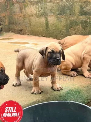 Purebred Boerboel Puppies - Female, 1-3 Months