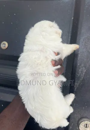Purebred Maltipoo Puppy - 1-3 Months Old