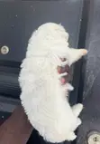 Purebred Maltipoo Puppy - 1-3 Months Old - 1