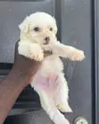 Purebred Maltipoo Puppy - 1-3 Months Old - 2