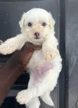 Purebred Maltipoo Puppy - 1-3 Months Old - 3