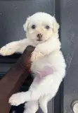 Purebred Maltipoo Puppy - 1-3 Months Old - 4