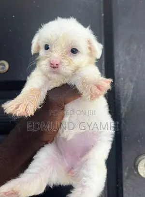 Female Purebred Maltipoo Puppy (1-3 Months)