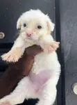 Female Purebred Maltipoo Puppy (1-3 Months) - 1