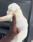 Female Purebred Maltipoo Puppy (1-3 Months) - 2