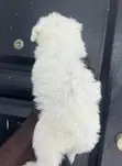 Female Purebred Maltipoo Puppy (1-3 Months) - 3