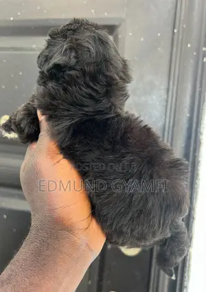 Male Purebred Maltipoo Puppy