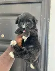 Male Purebred Maltipoo Puppy - 2
