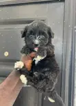 Male Purebred Maltipoo Puppy - 3