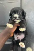 1-3 Month Male Purebred Maltipoo Puppy - 1