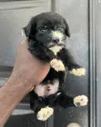 1-3 Month Male Purebred Maltipoo Puppy - 2