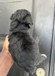 1-3 Month Male Purebred Maltipoo Puppy - 3
