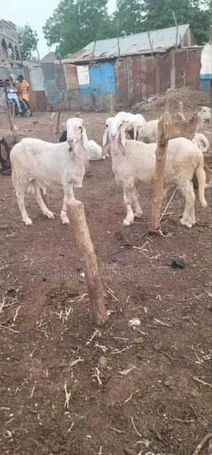 Healthy Female Sheep for Sale