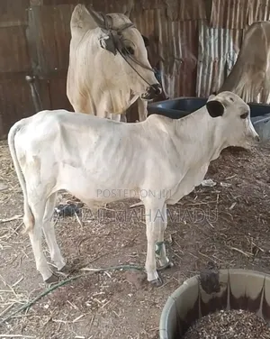 Healthy Female Cow for Sale