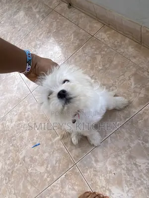 Purebred Female Maltese Puppy (3-6 Months)