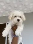 Purebred Female Maltese Puppy (3-6 Months) - 2