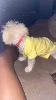 Purebred Female Maltese Puppy (3-6 Months) - 3