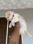 Purebred Female Maltese Puppy (3-6 Months) - 4