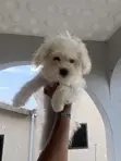 Purebred Female Maltese Puppy (3-6 Months) - 5