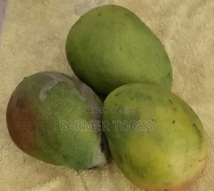 Mango Fruits