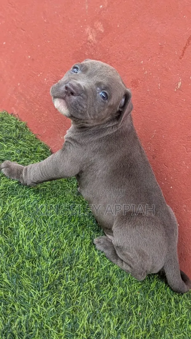 Male Purebred American Pit Bull Terrier Puppy (1-3 Months) - 1