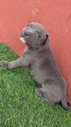 Male Purebred American Pit Bull Terrier Puppy (1-3 Months)