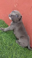 Male Purebred American Pit Bull Terrier Puppy (1-3 Months) - 1