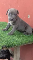 Male Purebred American Pit Bull Terrier Puppy (1-3 Months) - 2