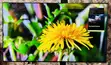 Samsung 75" QLED 4K UHD Smart Gaming TV (75Q80C) - 1