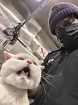Professional Cat Grooming in Accra - 1