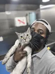 Professional Cat Grooming in Accra - 2
