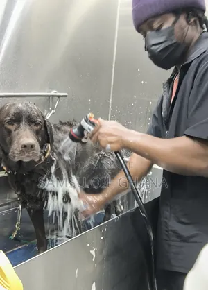 Professional Dog Grooming Home Service in Accra