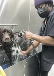 Professional Dog Grooming Home Service in Accra - 1