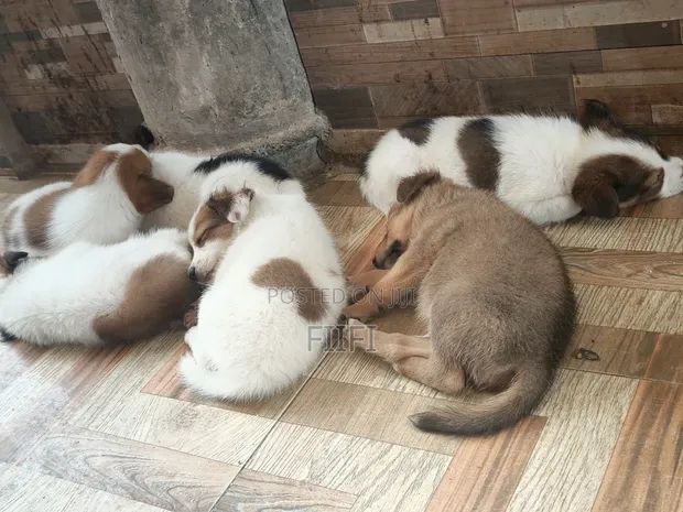 1-3 Month Male Mixed Breed Dog - 1