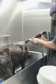 Dog and Cat Grooming Salon in Accra - 2